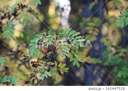 Rowan tree foliage during autumn with vibrant leaves and soft natural lighting. Nature, botany, seasonal background, and outdoor environment concept. Rowan tree foliage during autumn with vibrant leaves and soft natural lighting. Nature, botany, seasonal background, and outdoor environment concept. 141447528