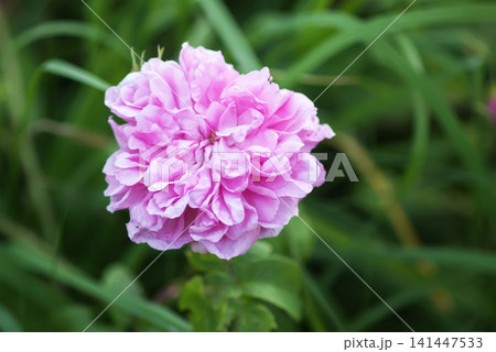 A fragrant Jacques Cartier antique rose blooming in a garden, showcasing delicate pink tones and intricate petal texture. Beautiful floral subject for nature and gardening themes. A fragrant Jacques Cartier antique rose blooming in a garden, showcasing delicate pink tones and intricate petal texture. Beautiful floral subject for nature and gardening themes. 141447533