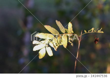 Autumn leaves of a Sorbus aucuparia tree illuminated by warm sunlight. Natural seasonal background with vibrant foliage, golden colours, and the beauty of the changing forest landscape. 141447536