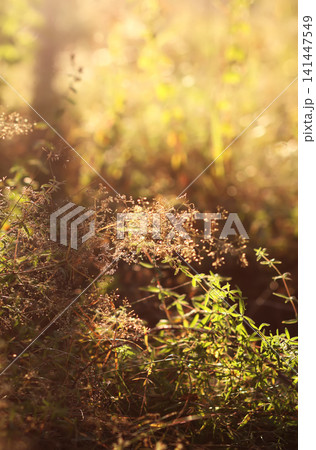 Golden sunlight highlights wild grass blades across a lush summer field. 141447549