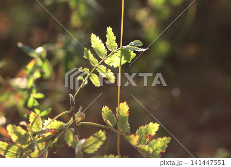 Close-up view of rowan tree leaves glowing in autumn sunlight. Sorbus aucuparia foliage creating a colourful nature scene with seasonal textures and warm tones. Close-up view of rowan tree leaves glowing in autumn sunlight. Sorbus aucuparia foliage creating a colourful nature scene with seasonal textures and warm tones. 141447551