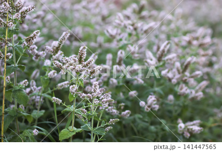 Flowering Mentha longifolia growing in a meadow with green leaves and purple blossoms. Botanical nature scene featuring a fragrant wild mint species in summer. Flowering Mentha longifolia growing in a meadow with green leaves and purple blossoms. Botanical nature scene featuring a fragrant wild mint species in summer. 141447565