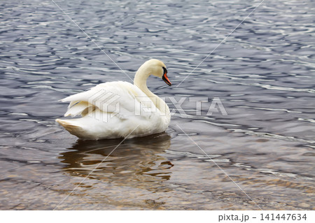Cygnus olor mute swan swimming gracefully on calm lake water with soft reflections. 141447634