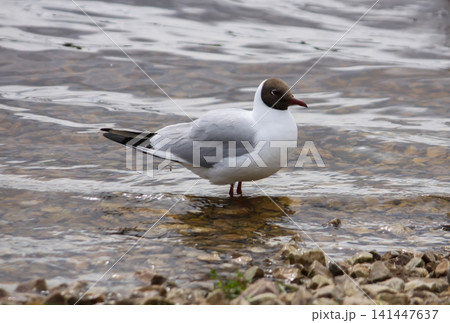Chroicocephalus ridibundus in flight over a lake, showing red bill and elegant wing shape. Chroicocephalus ridibundus in flight over a lake, showing red bill and elegant wing shape. 141447637