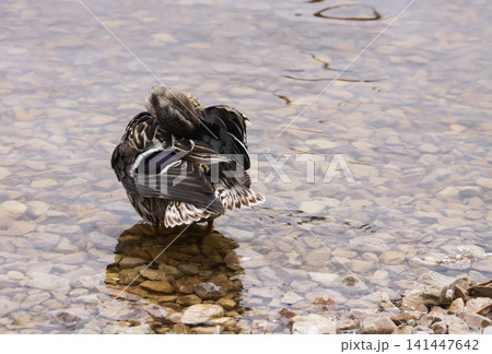 Female Anas platyrhynchos mallard preening feathers on the shoreline of a calm water body. Female Anas platyrhynchos mallard preening feathers on the shoreline of a calm water body. 141447642