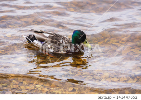 Wild male duck with characteristic green head in a wetland environment. 141447652