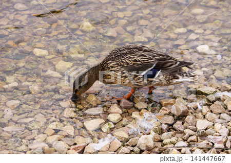Calm wildlife moment showing a female duck beside a pond. 141447667