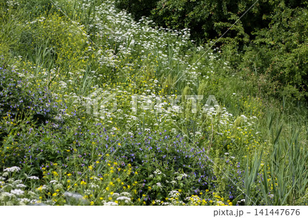 Anthriscus sylvestris cow parsley blooming in a lush meadow with delicate white umbels. Anthriscus sylvestris cow parsley blooming in a lush meadow with delicate white umbels. 141447676