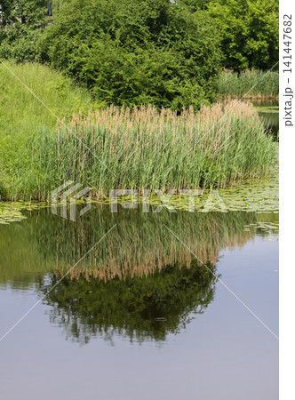 Natural water body with reeds across calm reflective water. Natural water body with reeds across calm reflective water. 141447682