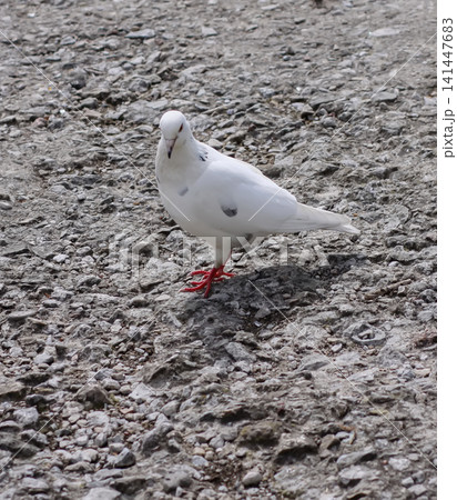 Urban wildlife scene featuring Columba livia walking across a paved surface. Pigeon bird. Urban wildlife scene featuring Columba livia walking across a paved surface. Pigeon bird. 141447683