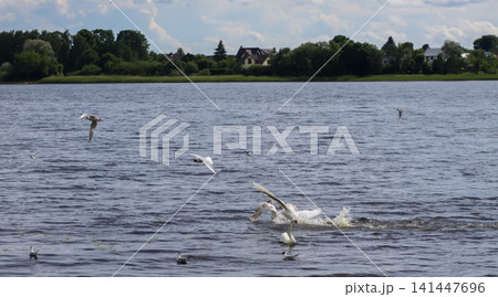 Cygnus olor swimming and splashing in a river with dynamic water movement and ripples. 141447696