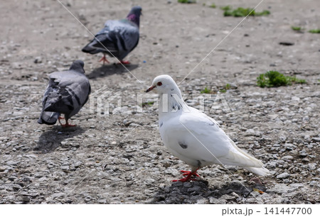 Columba livia or pigeon bird perched in an urban environment. Columba livia or pigeon bird perched in an urban environment. 141447700