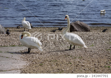 Swan and duck coexistence scene on a riverbank with beige and grey dolomite gravel underfoot. Swan and duck coexistence scene on a riverbank with beige and grey dolomite gravel underfoot. 141447701