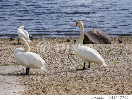 Swan and duck coexistence scene on a riverbank with beige and grey dolomite gravel underfoot. 141447703