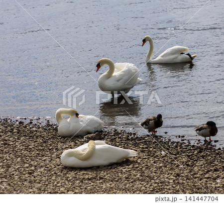 Cygnus olor beside wild ducks on a stony shoreline with calm water reflections. Cygnus olor beside wild ducks on a stony shoreline with calm water reflections. 141447704