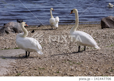 Mixed waterbird habitat showing swans and ducks along a gravel river edge in natural light. 141447706