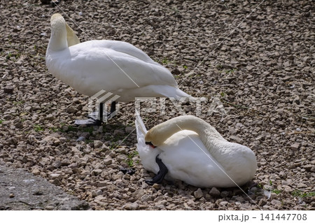 Mixed waterbird habitat showing swans and ducks along a gravel river edge in natural light. Mixed waterbird habitat showing swans and ducks along a gravel river edge in natural light. 141447708