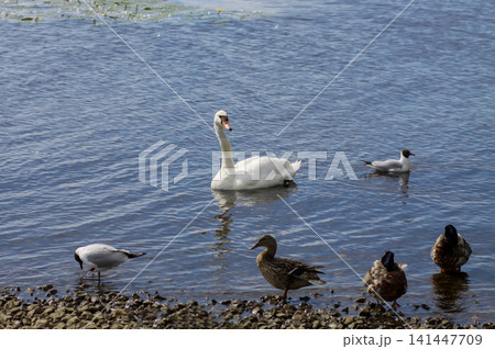 White swan and ducks on shoreline in a peaceful natural river environment. White swan and ducks on shoreline in a peaceful natural river environment. 141447709