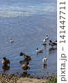 Calm wildlife moment showing a female ducks beside a pond. 141447711