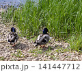 Calm wildlife moment showing a female ducks beside a pond. 141447712