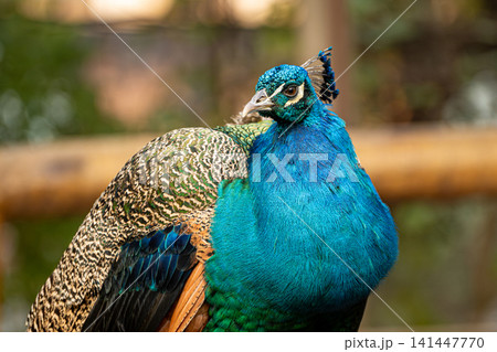 Peacock, beautiful details of a magnificent peacock in a park in Brazil, selective focus. Peacock, beautiful details of a magnificent peacock in a park in Brazil, selective focus. 141447770