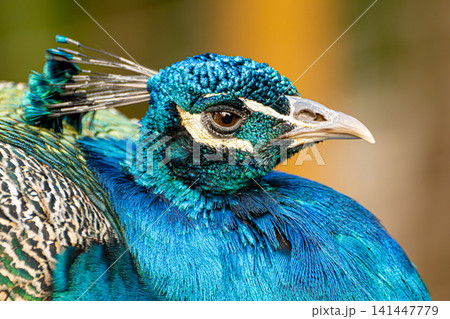 Peacock, beautiful details of a magnificent peacock in a park in Brazil, selective focus. Peacock, beautiful details of a magnificent peacock in a park in Brazil, selective focus. 141447779