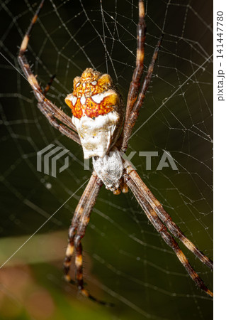 Silver spider, beautiful silver spider in its web in a beautiful garden in Brazil, macro photo, selective focus. Silver spider, beautiful silver spider in its web in a beautiful garden in Brazil, macro photo, selective focus. 141447780