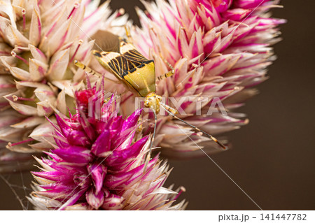 Bedbugs, beautiful details of bedbugs on a beautiful flower in Brazil, macro photo, selective focus. Bedbugs, beautiful details of bedbugs on a beautiful flower in Brazil, macro photo, selective focus. 141447782