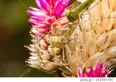 Bedbugs, beautiful details of bedbugs on a beautiful flower in Brazil, macro photo, selective focus. 141447795