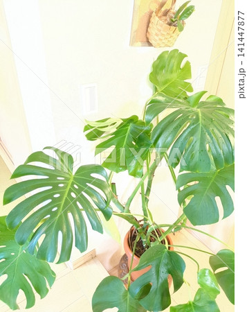 モンステラ 観葉植物 8号鉢 大型 切れ込み葉 室内 インテリアグリーン リビング 住宅内観 141447877