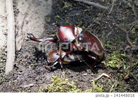 カブトムシの求愛行動 カブトムシの求愛行動 141448018