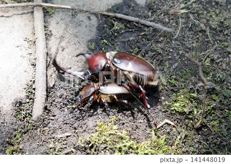 カブトムシの求愛行動 カブトムシの求愛行動 141448019