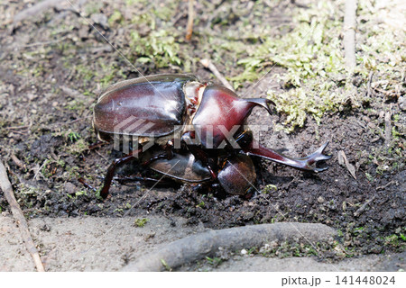 カブトムシの求愛行動 141448024