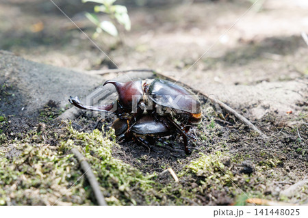 カブトムシの求愛行動 カブトムシの求愛行動 141448025