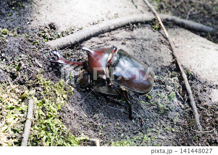 カブトムシの求愛行動 カブトムシの求愛行動 141448027