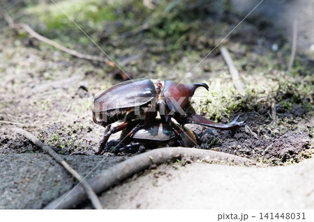 カブトムシの求愛行動 カブトムシの求愛行動 141448031