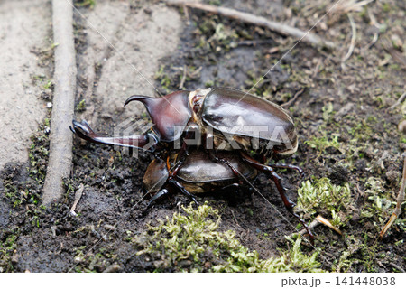 カブトムシの求愛行動 カブトムシの求愛行動 141448038