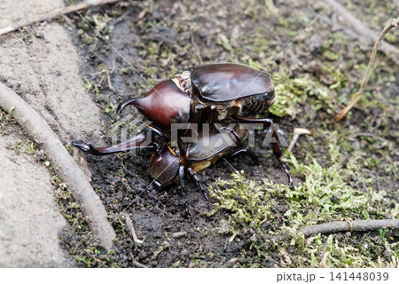 カブトムシの求愛行動 カブトムシの求愛行動 141448039