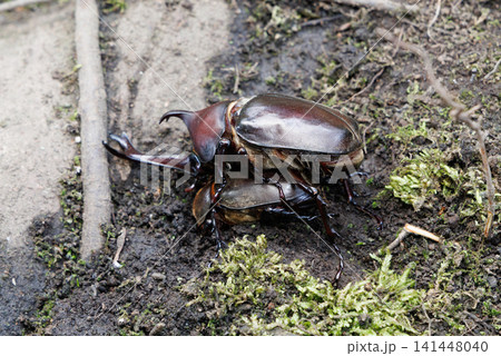 カブトムシの求愛行動 カブトムシの求愛行動 141448040