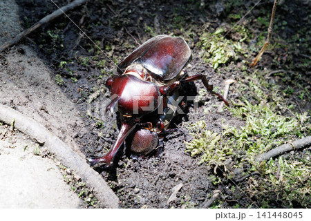 カブトムシの求愛行動 カブトムシの求愛行動 141448045