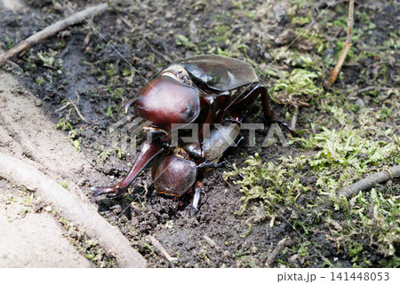 カブトムシの求愛行動 カブトムシの求愛行動 141448053