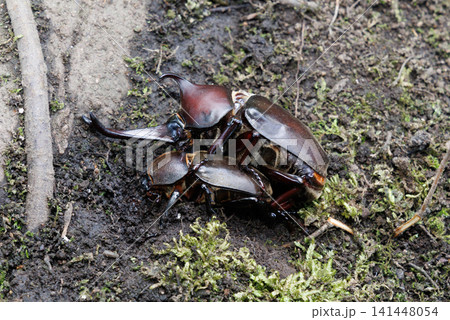 カブトムシの求愛行動 カブトムシの求愛行動 141448054
