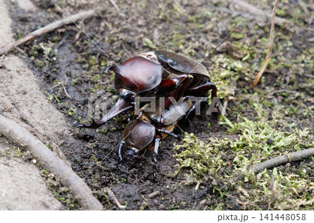 カブトムシの求愛行動 カブトムシの求愛行動 141448058