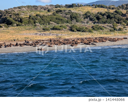 Large South American Sea Lion Colony Beside Penguin Rookery Large South American Sea Lion Colony Beside Penguin Rookery 141448066