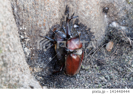カブトムシの求愛行動 カブトムシの求愛行動 141448444