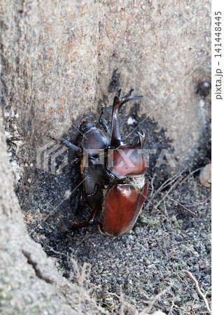 カブトムシの求愛行動 141448445
