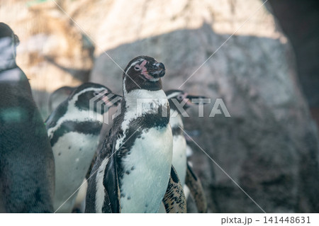 ペンギン（フンボルトペンギン） 141448631