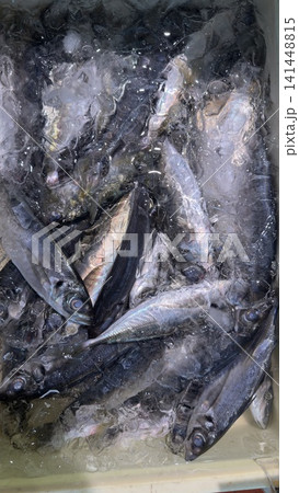 魚屋の風景 氷漬けのアジ 魚屋の風景 氷漬けのアジ 141448815