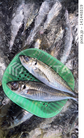 魚屋の風景 氷漬けのアジ 魚屋の風景 氷漬けのアジ 141448819