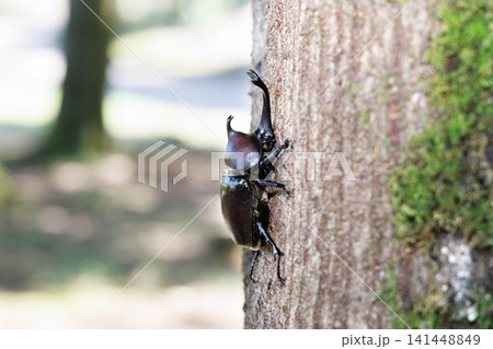 木にとまるカブトムシ 木にとまるカブトムシ 141448849